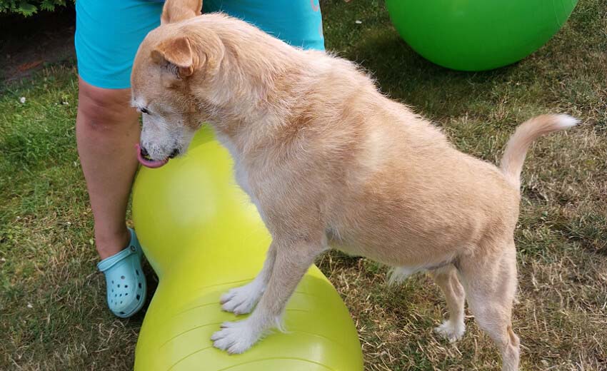 POWERDOGS - mobile Hundepysiotherapie und Osteopathie für Hunde Frankfurt (Oder)